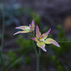 Caladenia × spectabilis