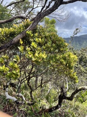 Syzygium sandwicense