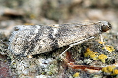 Euzophera bigella