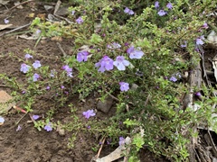 Prostanthera spinosa