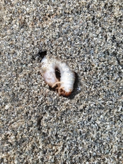Pericoptus