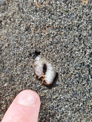 Pericoptus