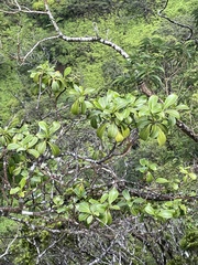 Psychotria mariniana