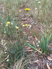 Podolepis linearifolia