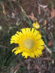 Podolepis linearifolia