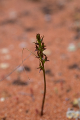 Prasophyllum gracile