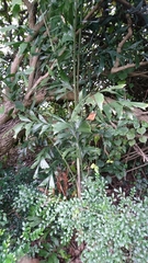 Caryota maxima