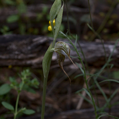 Pterostylis spathulata