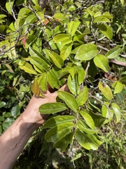 Antidesma platyphyllum