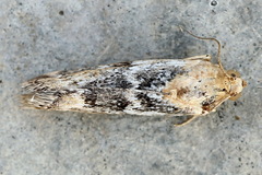 Pterothrixidia