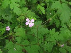 Geranium