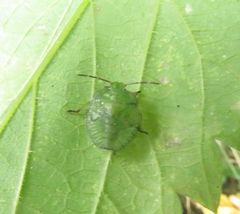 Palomena prasina