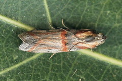 Psorosa dahliella