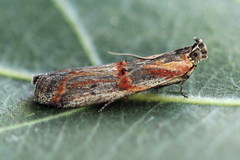 Psorosa dahliella