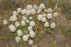 Ptilotus angustifolius