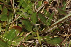 Ptilotus angustifolius