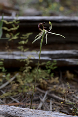 Caladenia mesocera