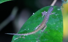 Saproscincus basiliscus