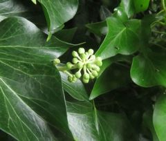 Hedera
