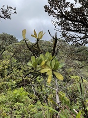 Myrsine pukooensis
