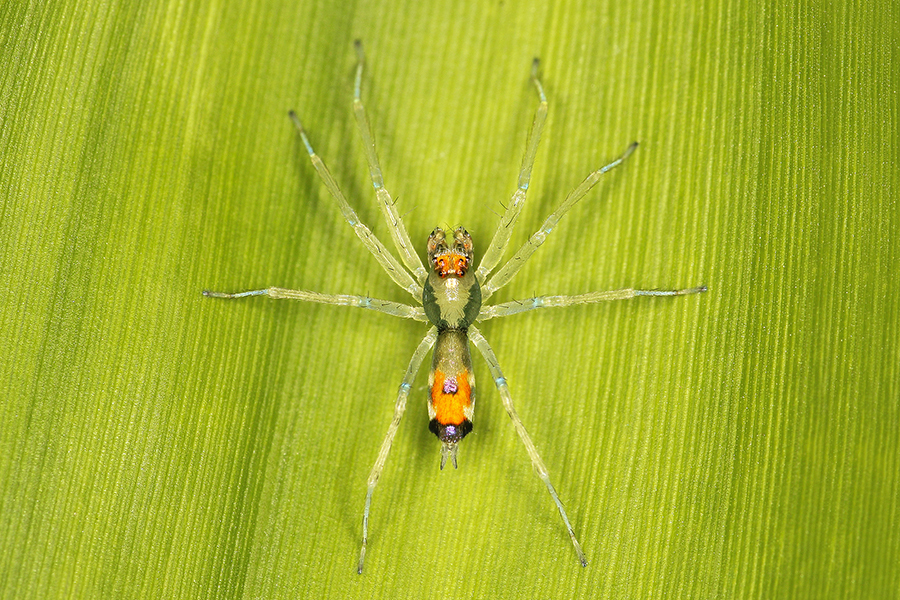 Asemonea tenuipes