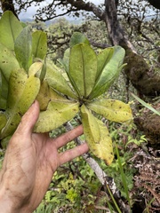 Myrsine pukooensis