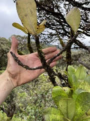 Myrsine pukooensis