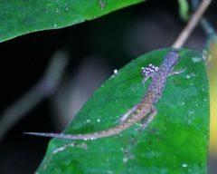 Saproscincus basiliscus