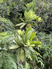 Myrsine pukooensis