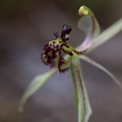 Caladenia mesocera