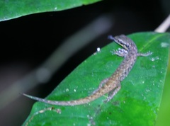 Saproscincus basiliscus