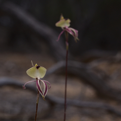 Caladenia roei