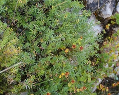Asperula hirta
