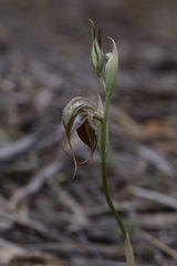 Pterostylis spathulata