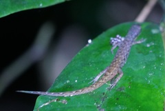 Saproscincus basiliscus