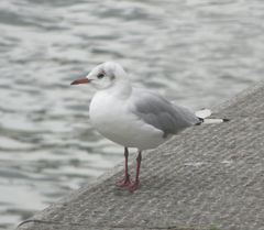 Chroicocephalus ridibundus