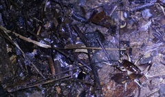Penalva flavocalceata