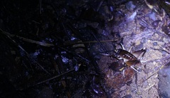 Penalva flavocalceata