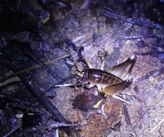 Penalva flavocalceata