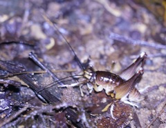 Penalva flavocalceata