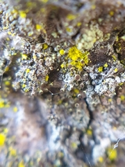 Chaenotheca phaeocephala