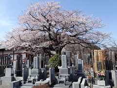 Prunus pendula ascendens