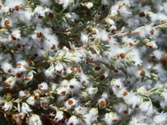 Eriocephalus racemosus