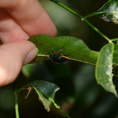 Lampromicra