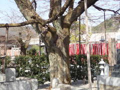 Prunus pendula ascendens