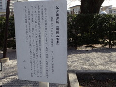 Prunus pendula ascendens