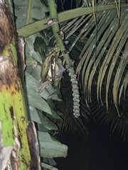 Rousettus leschenaultii