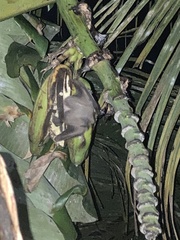 Rousettus leschenaultii