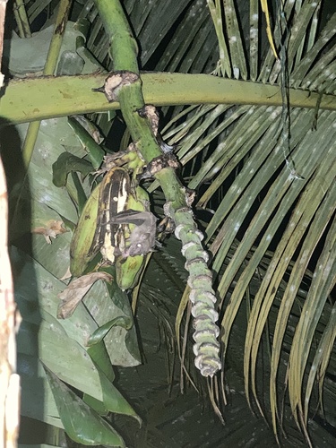Leschenault's Rousette (Rousettus leschenaultii)