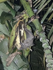 Rousettus leschenaultii